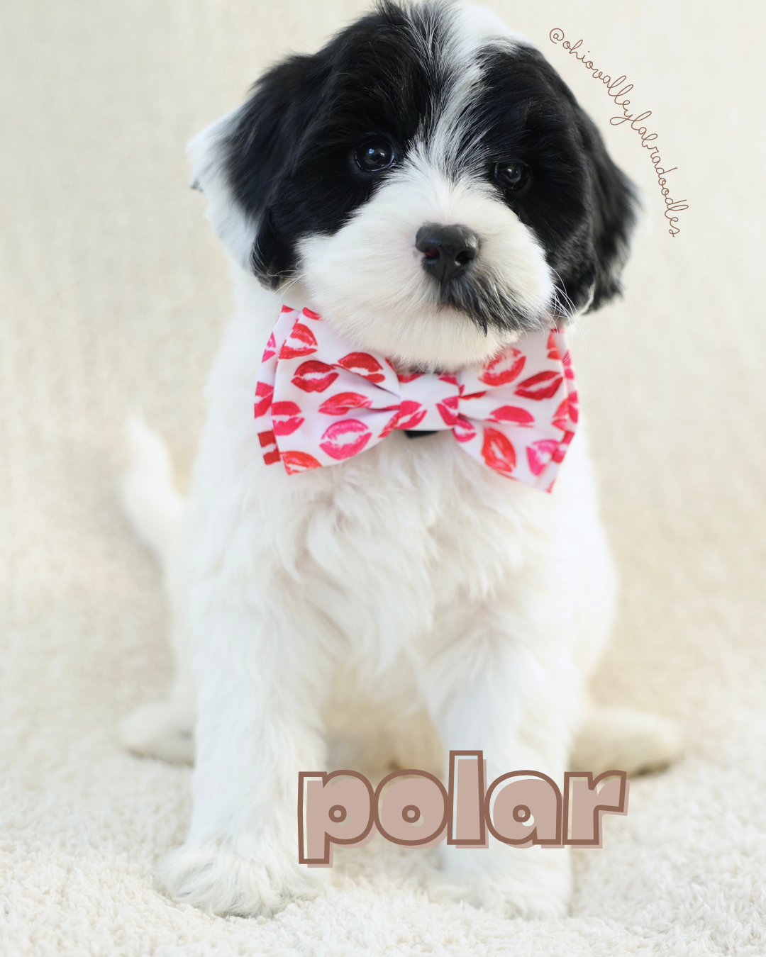 Available Australian Labradoodle Puppy | Ohio Valley Labradoodles